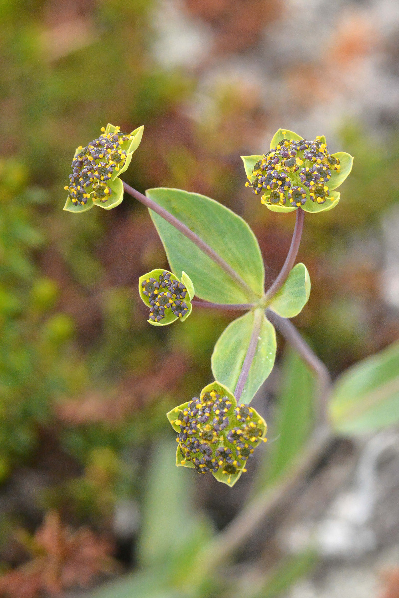 Image of Bupleurum triradiatum specimen.
