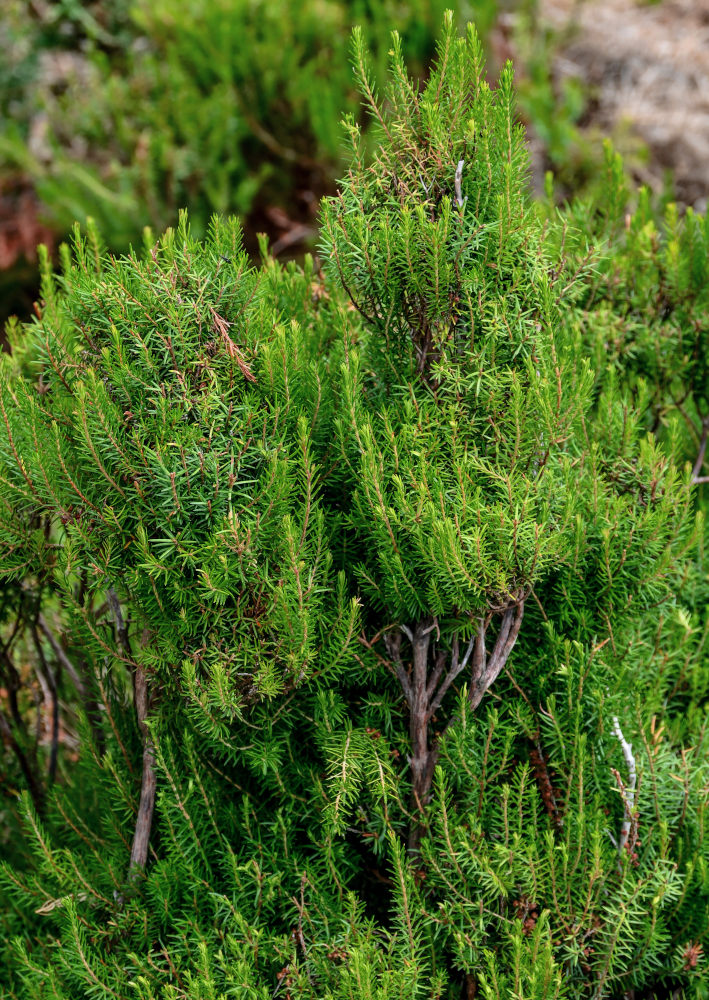Image of Erica platycodon specimen.
