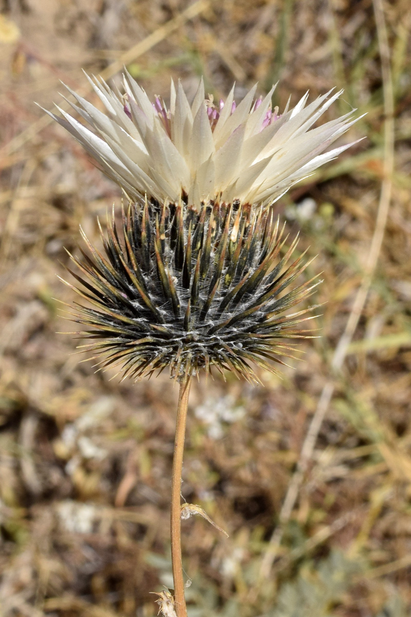 Image of Cousinia coronata specimen.