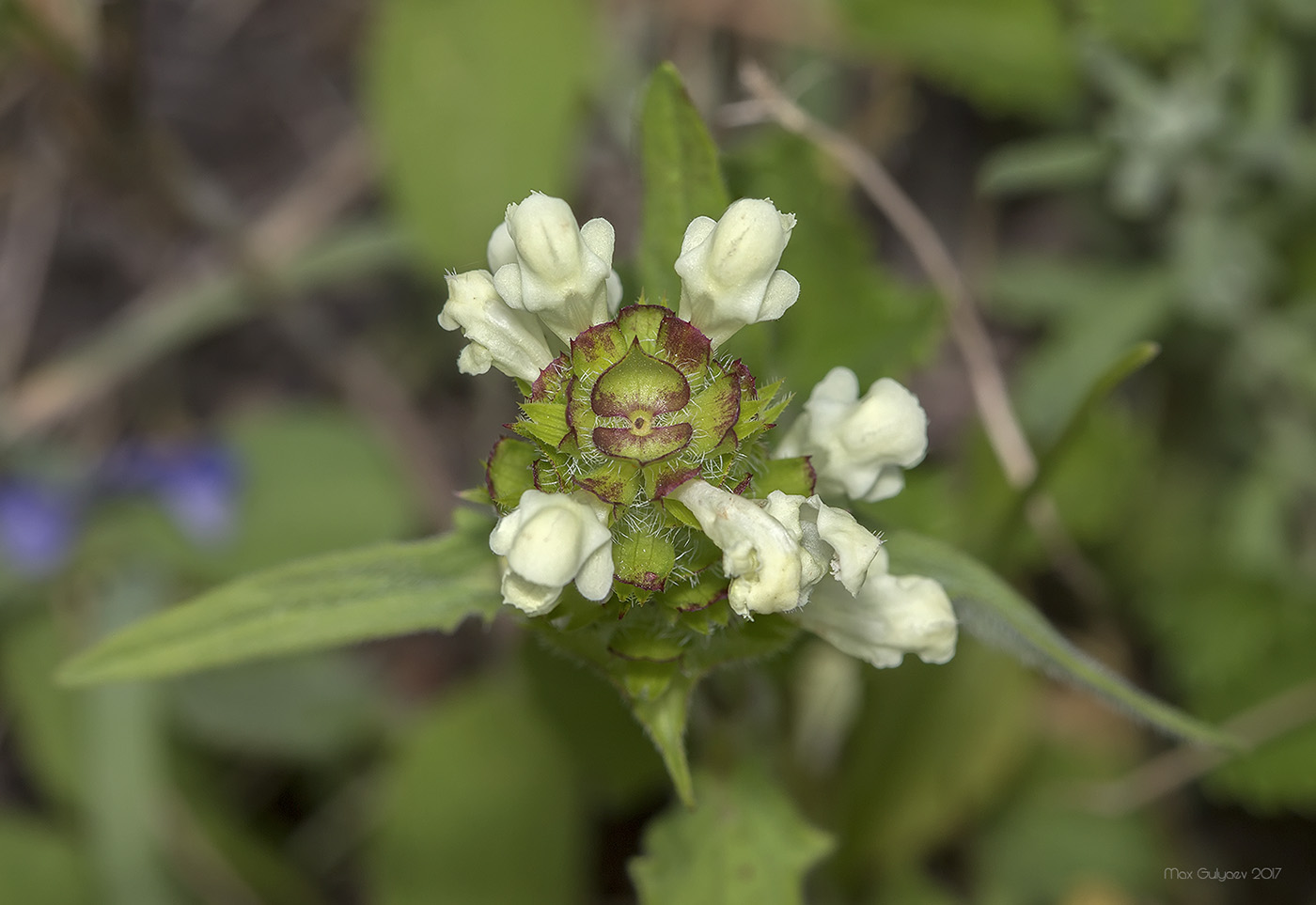 Изображение особи Prunella laciniata.