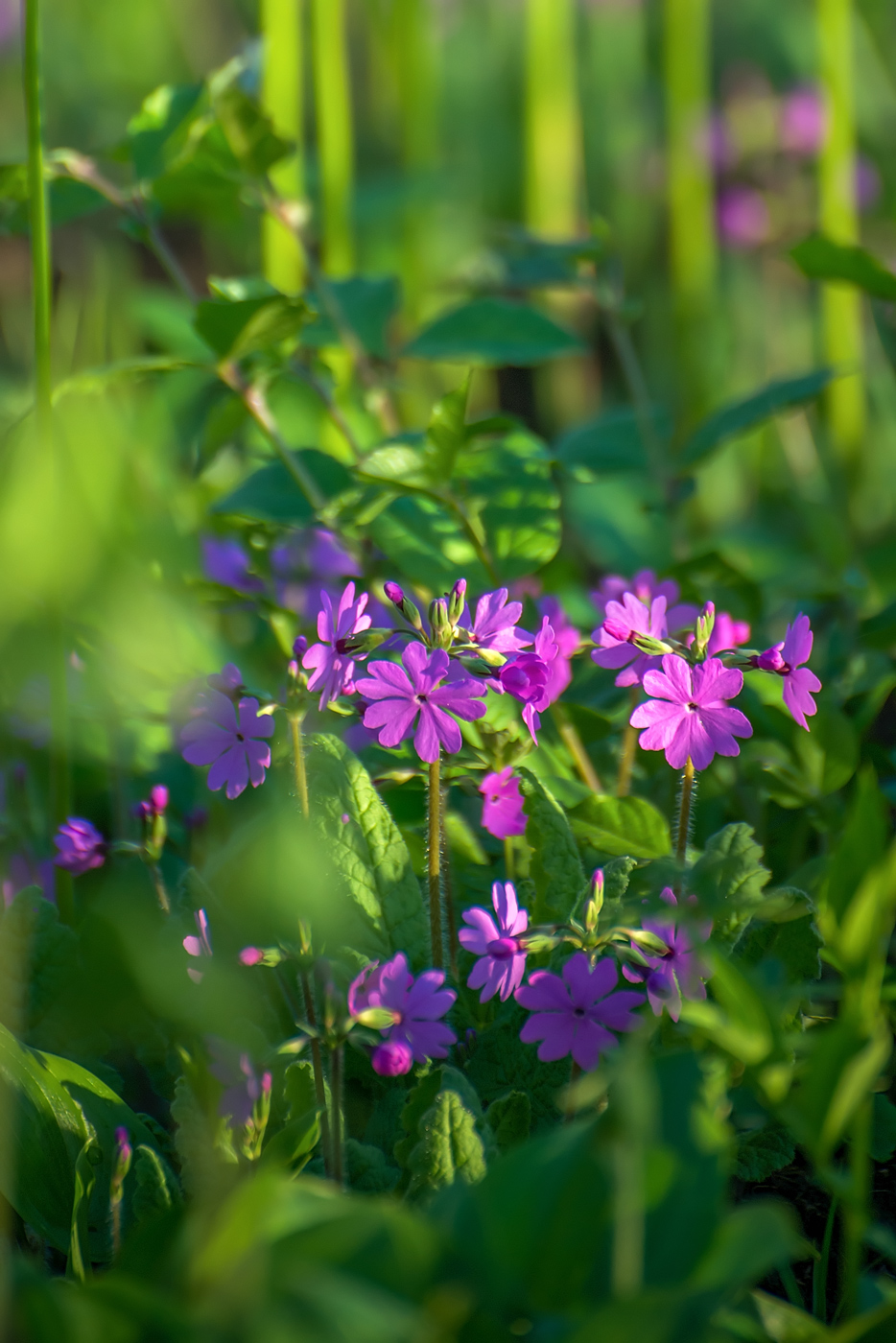 Image of Primula patens specimen.