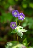 Geranium platyanthum. Верхушка цветущего растения. Приморский край, Партизанский р-н, гора Скалистая (Читинза), горный луг. 12.06.2025.