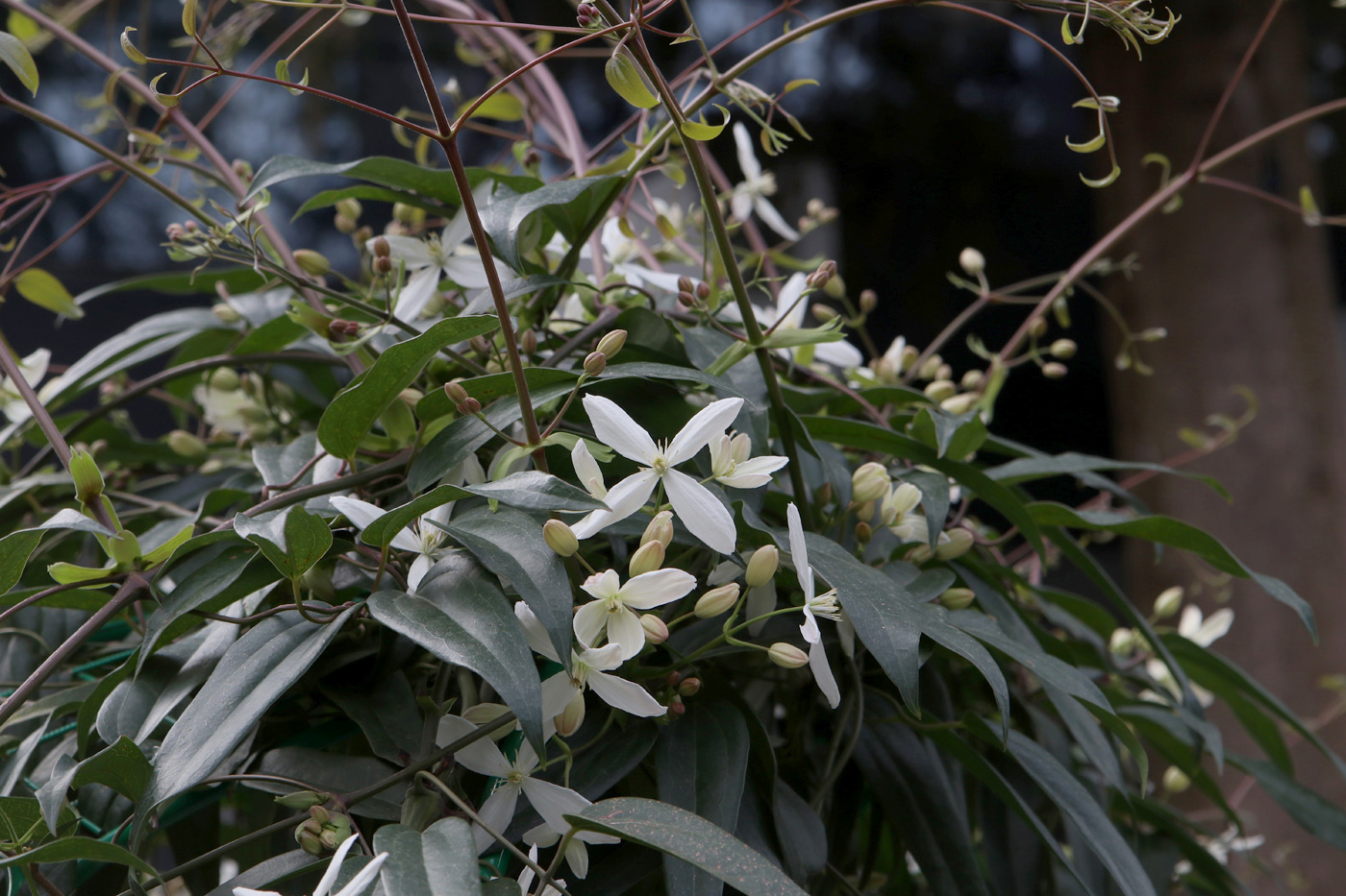 Image of Clematis armandii specimen.