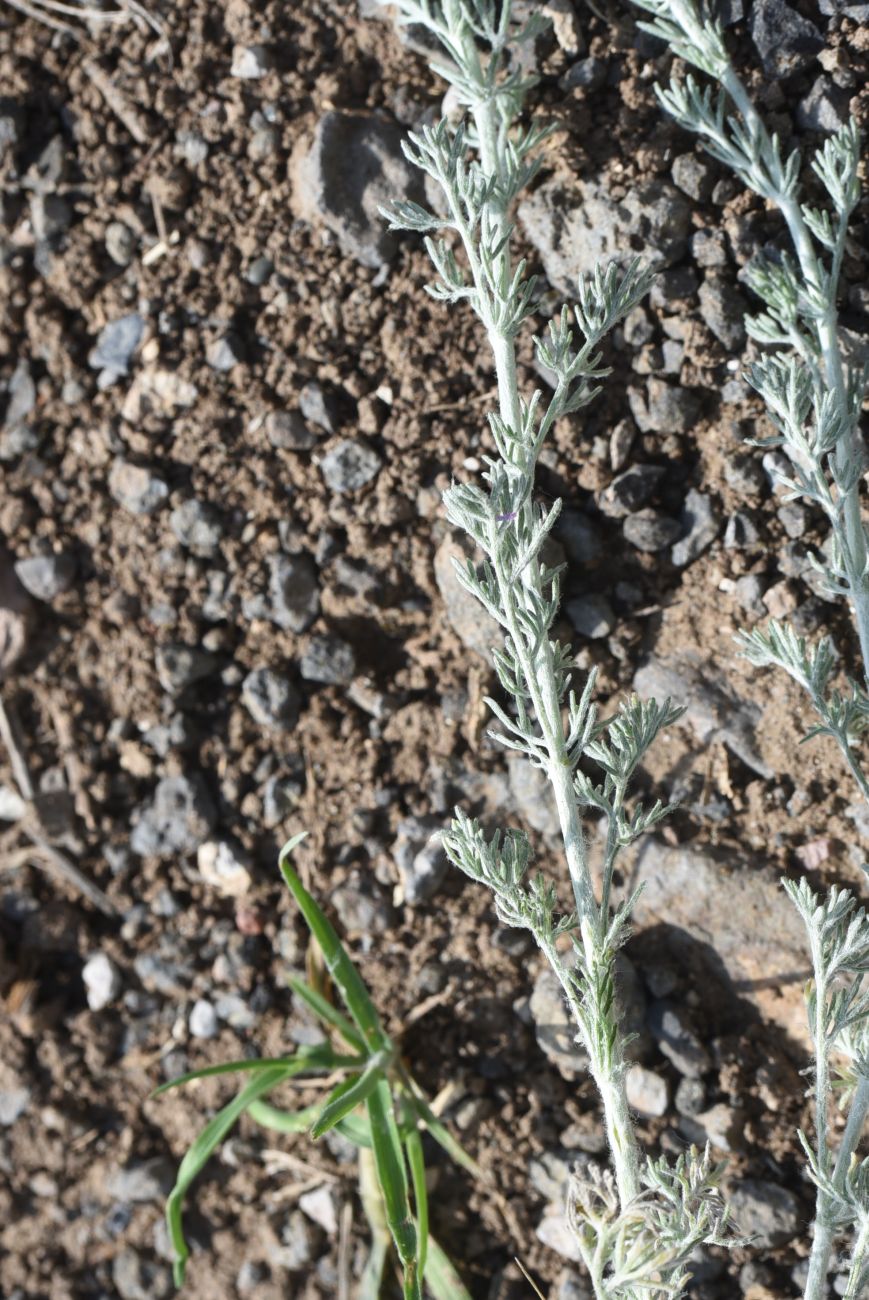 Изображение особи род Artemisia.