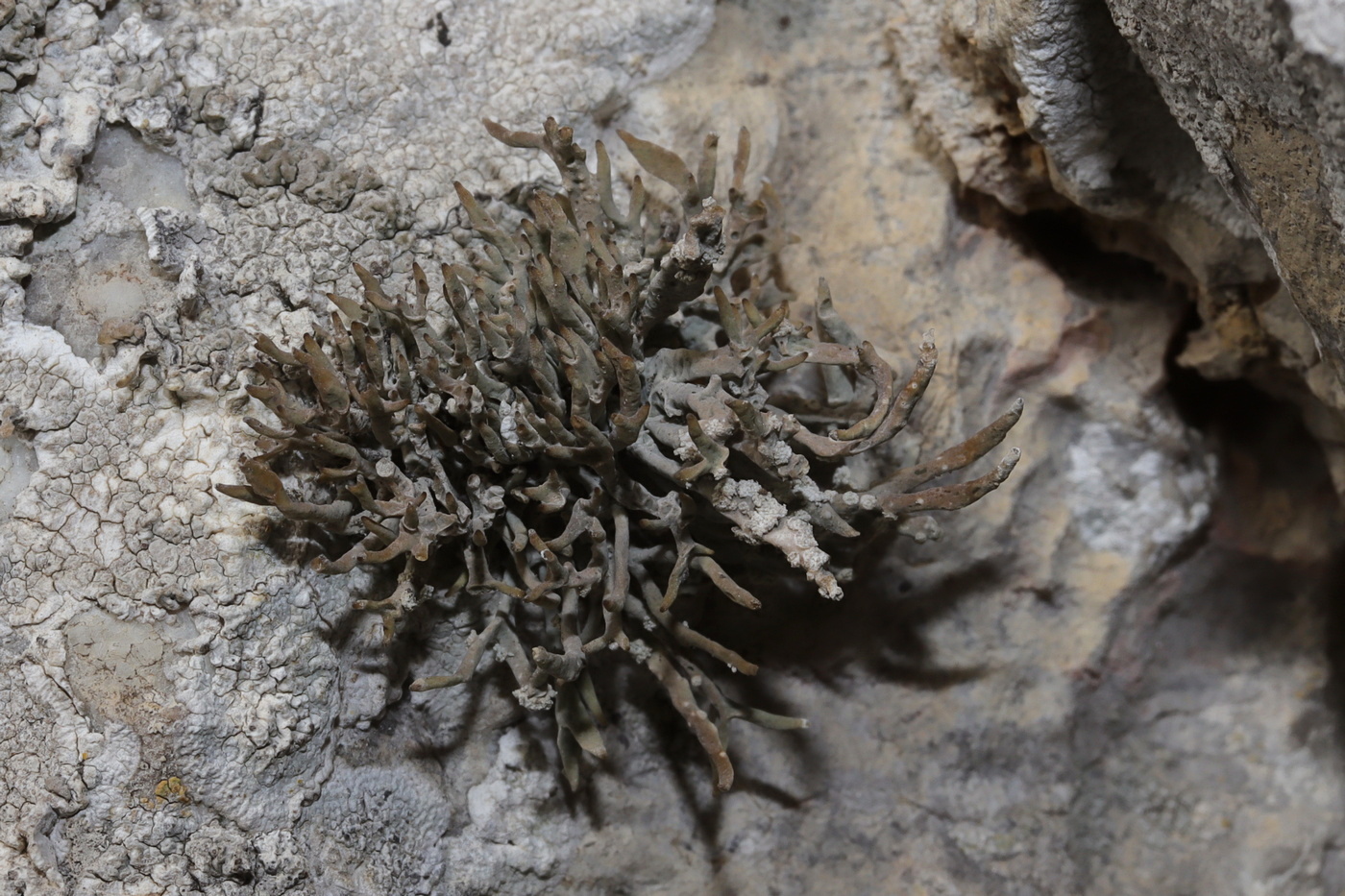 Изображение особи Roccella phycopsis.