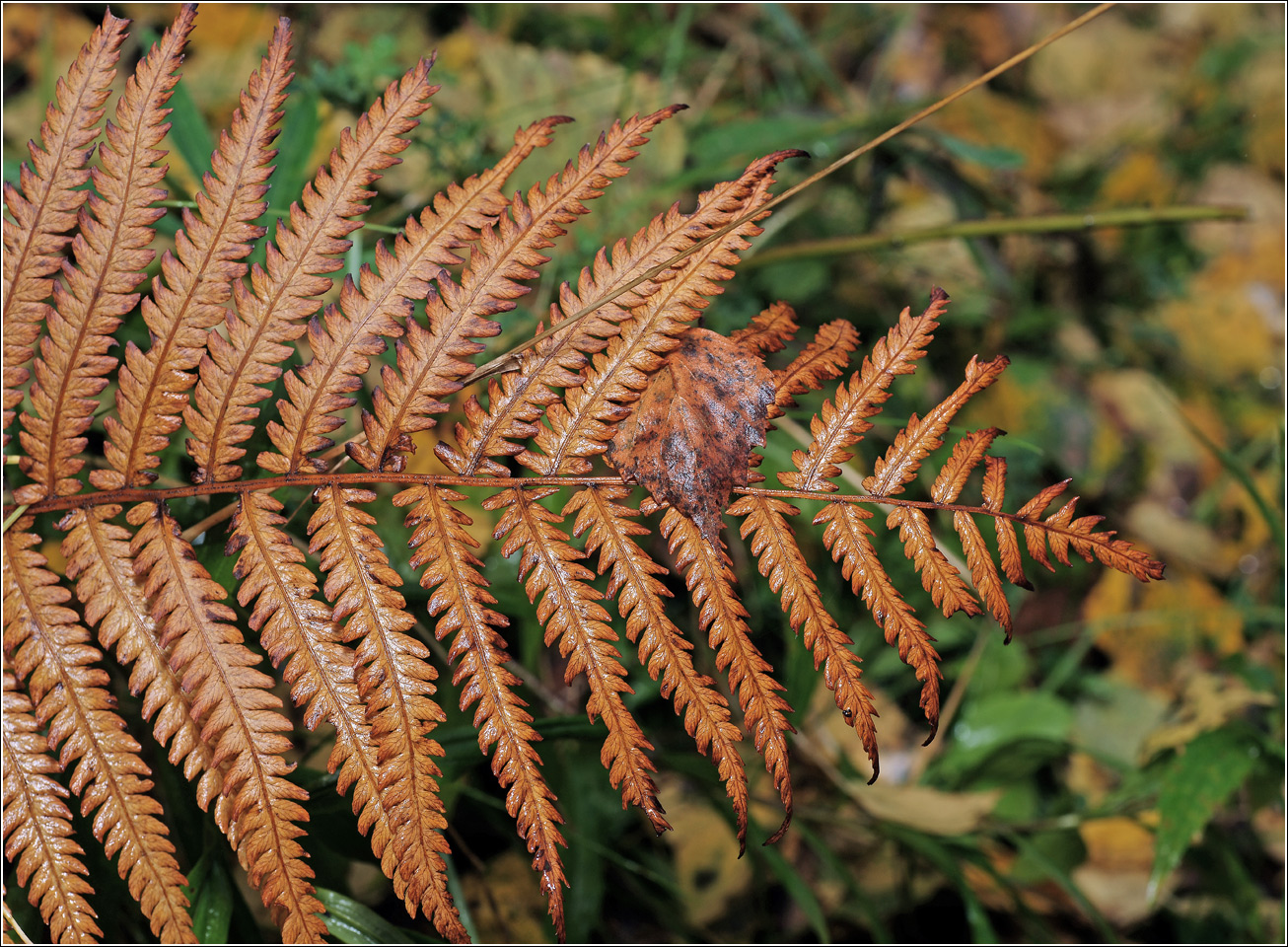 Image of Matteuccia struthiopteris specimen.