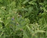 род Symphytum. Верхушка цветущего растения. Грузия, край Самцхе-Джавахети, Эрушетское нагорье, выс. 1800 м н.у.м., высокотравье на заброшенном селении Зеда-Тмогви. 29 мая 2025 г.