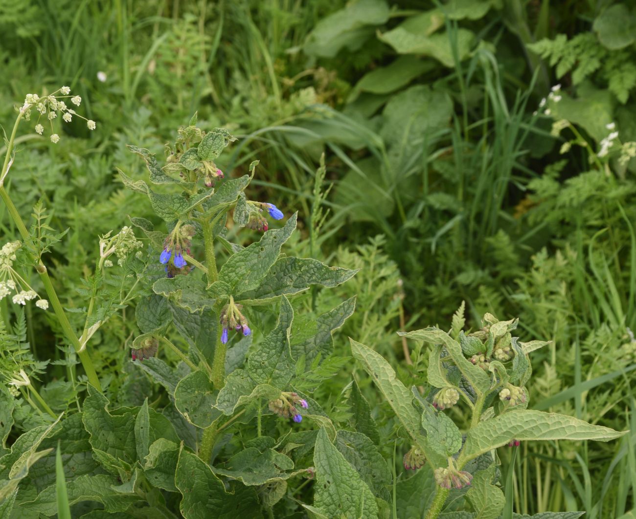 Изображение особи род Symphytum.