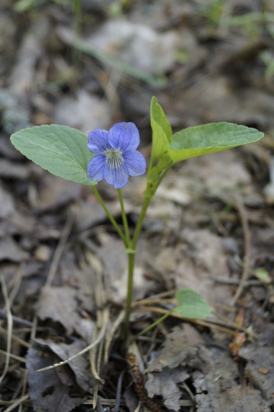 Image of Viola canina specimen.