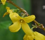 genus Forsythia
