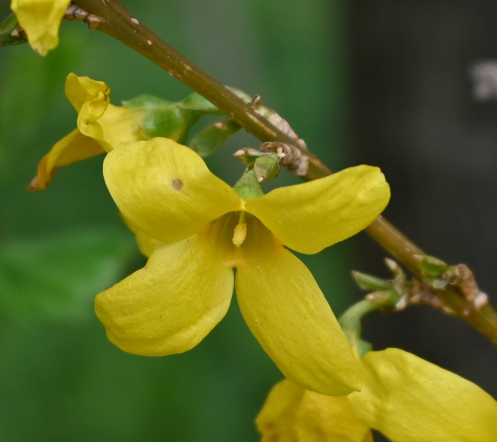 Image of genus Forsythia specimen.