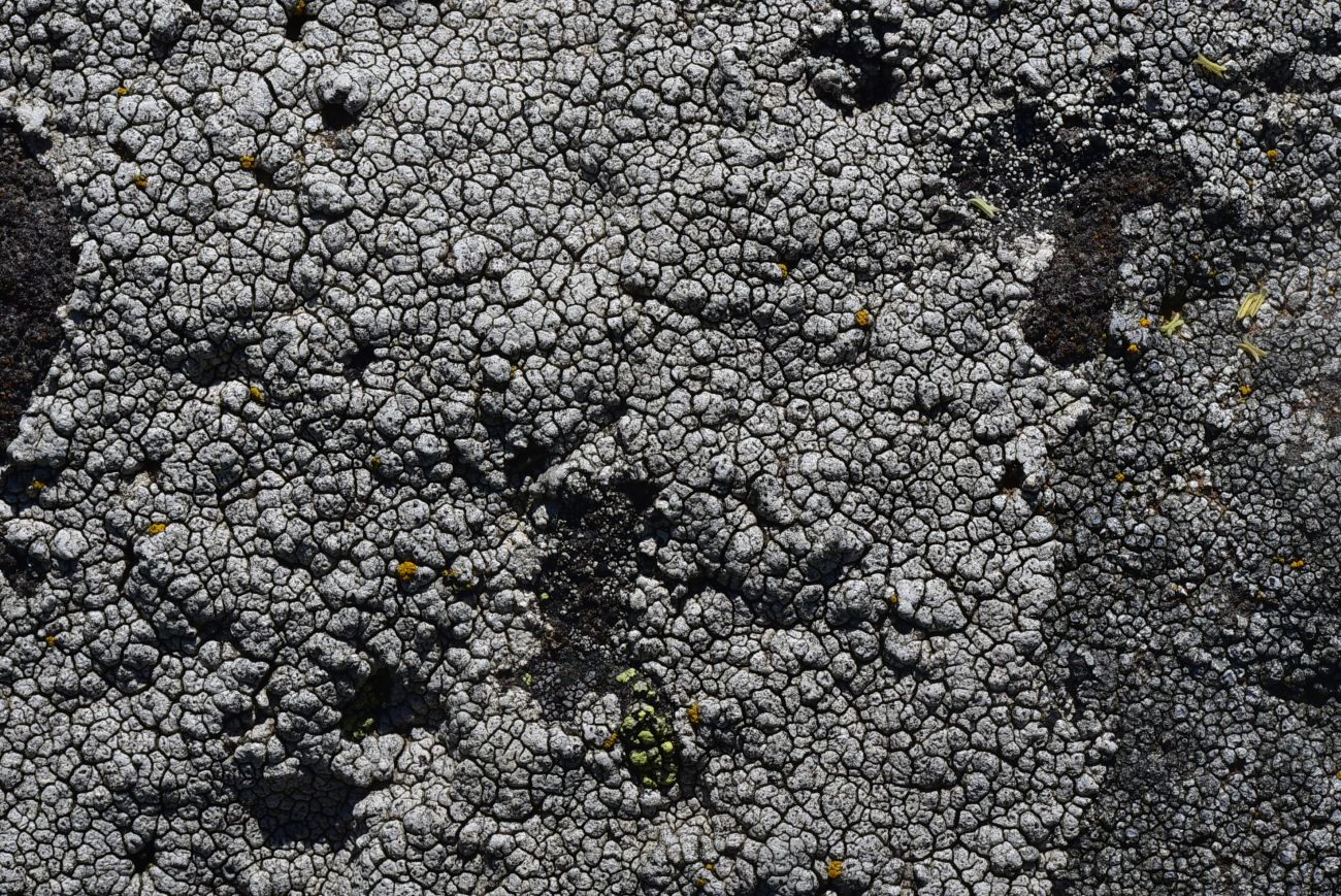 Image of division Ascomycota specimen.