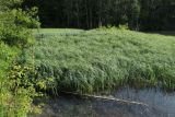 Carex rostrata. Заросли на мелководье. Ленинградская обл., Ломоносовский р-н, окр. дер. Мал. Забородье, пруд в истоках р. Шингарка. 10.06.2026.