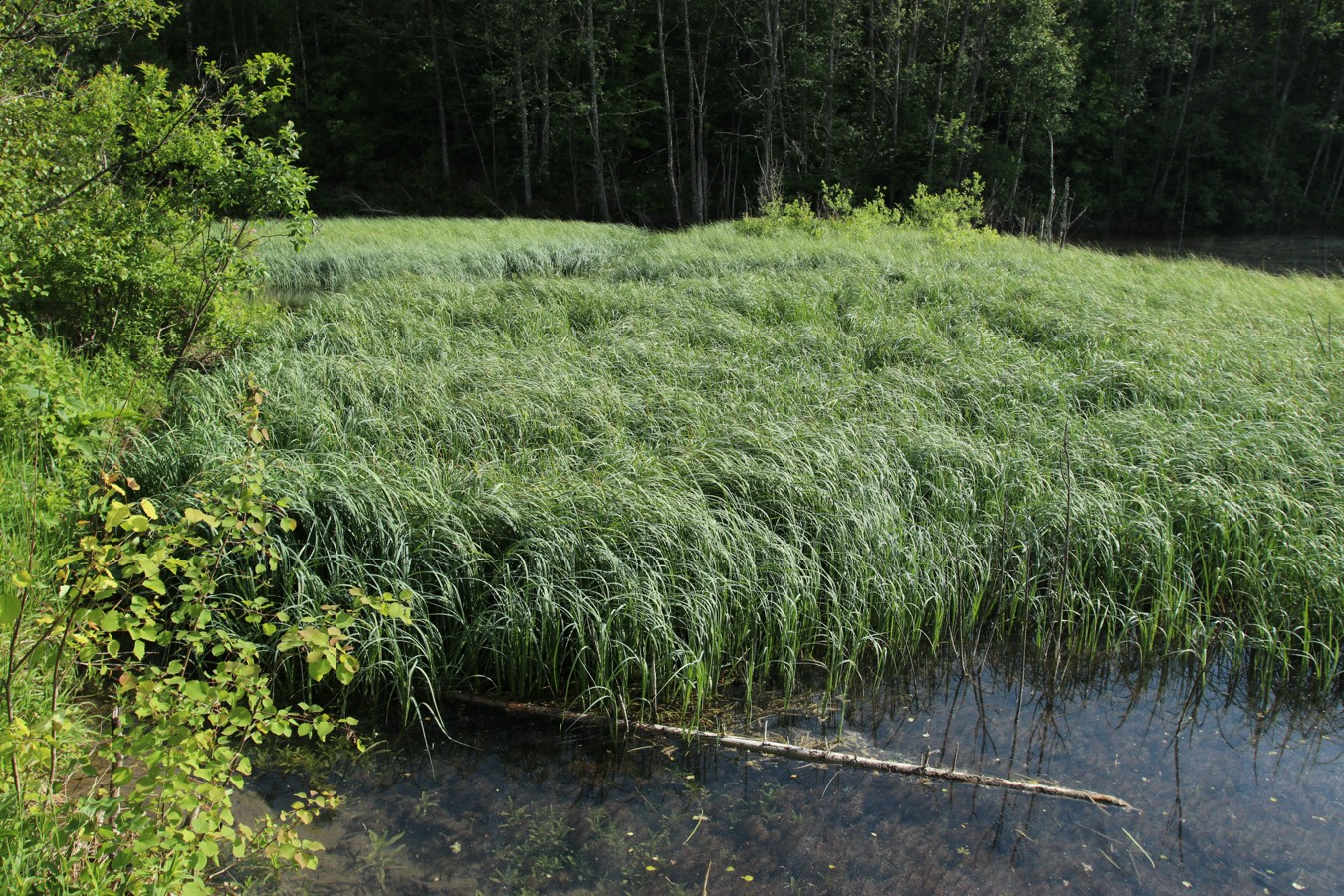 Image of Carex rostrata specimen.