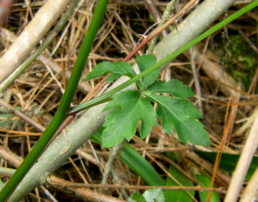Image of Sanicula europaea specimen.