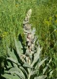 genus Verbascum
