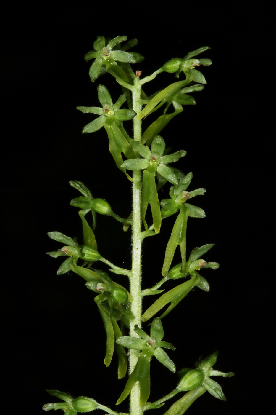 Изображение особи Listera ovata.