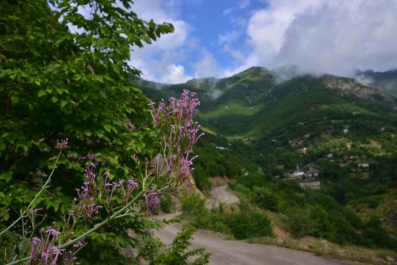 Изображение особи Centranthus longiflorus.