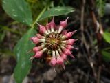 Trifolium hybridum. Соцветие с насекомыми. Хабаровский край, г. Комсомольск-на-Амуре, обочина грунтовой дороги. 25.06.2026.