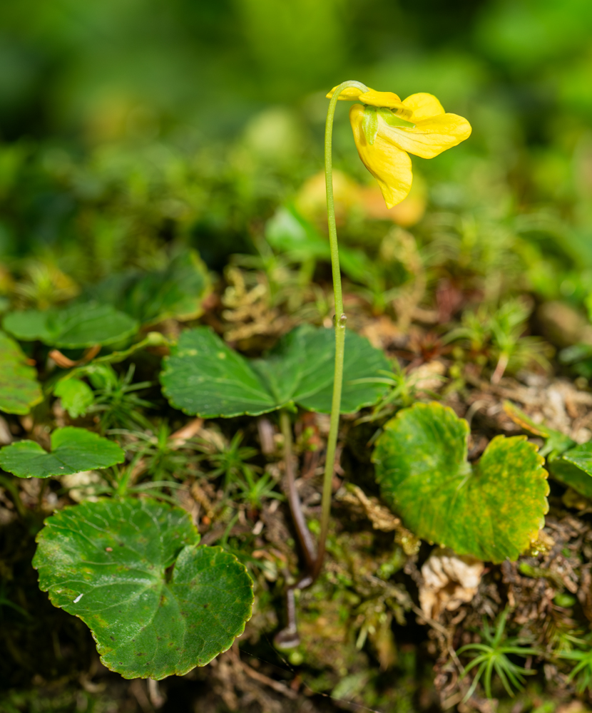 Image of Viola kusnezowiana specimen.