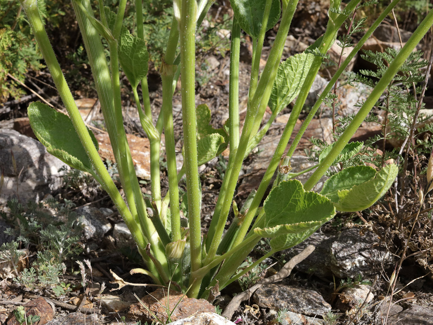 Image of Tetrataenium olgae specimen.
