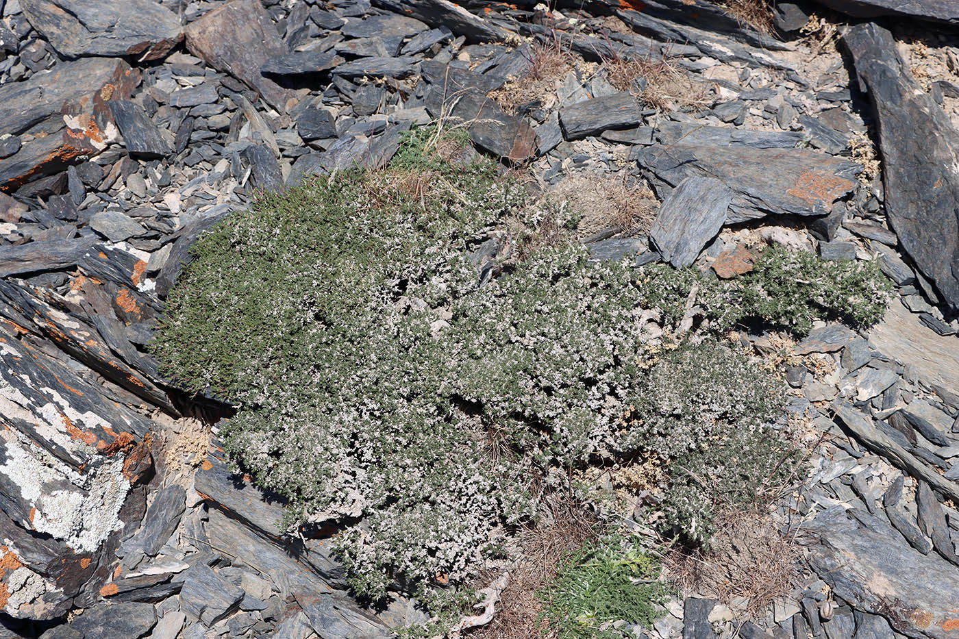 Image of Nanophyton saxatile specimen.