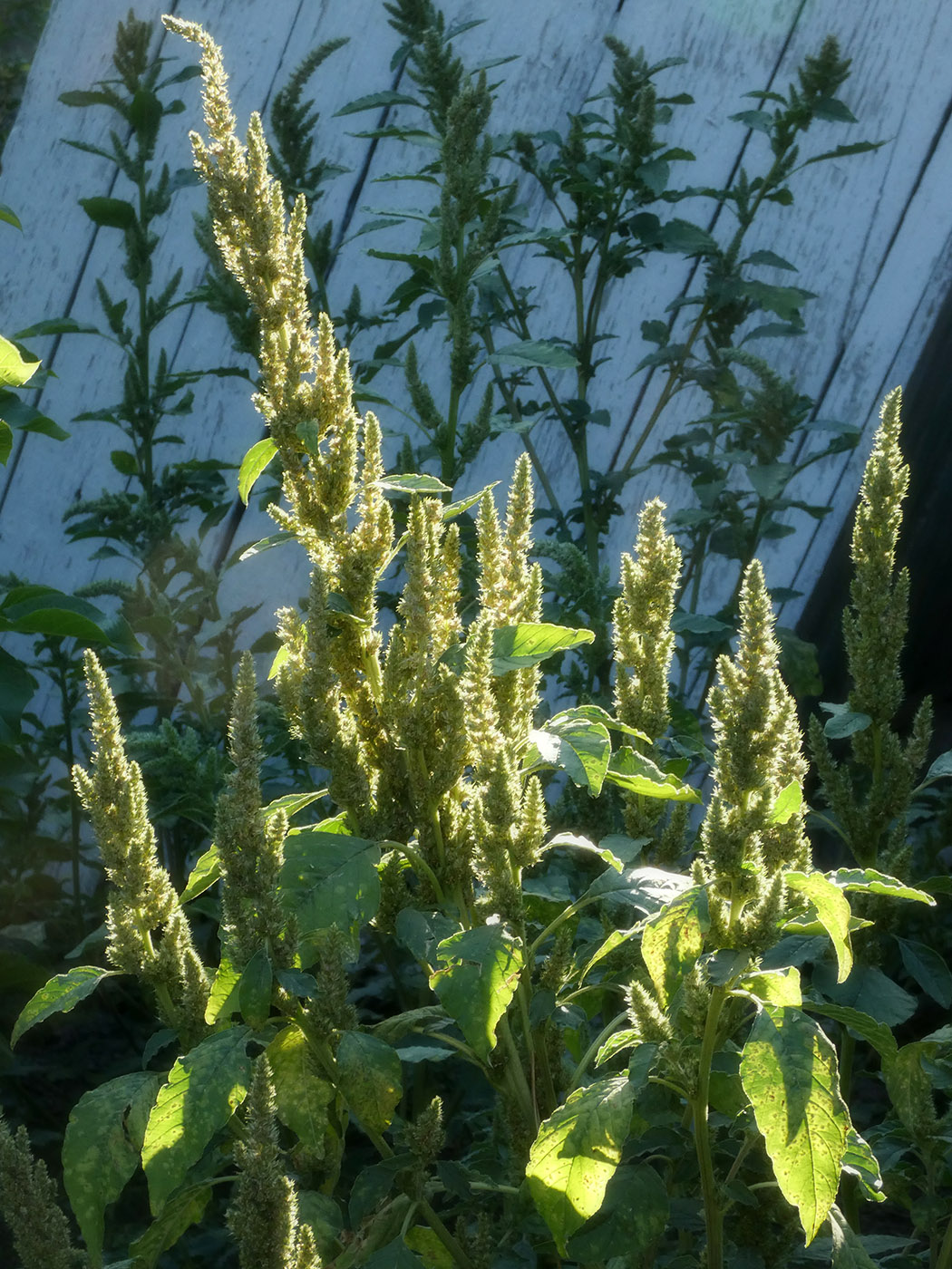 Image of Amaranthus retroflexus specimen.