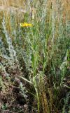 View full-size image Scorzonera ensifolia