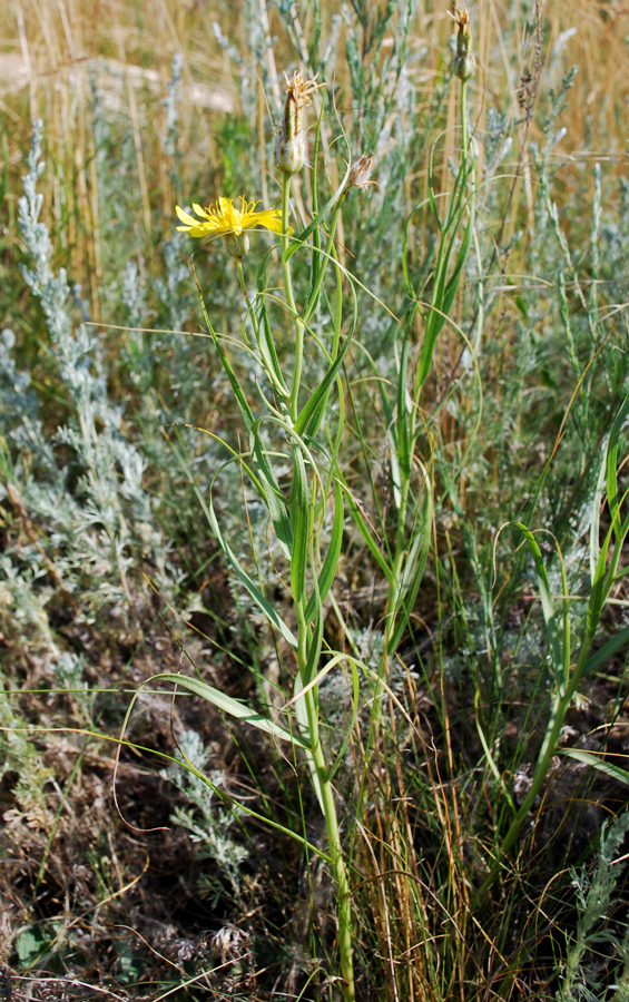 Изображение особи Scorzonera ensifolia.