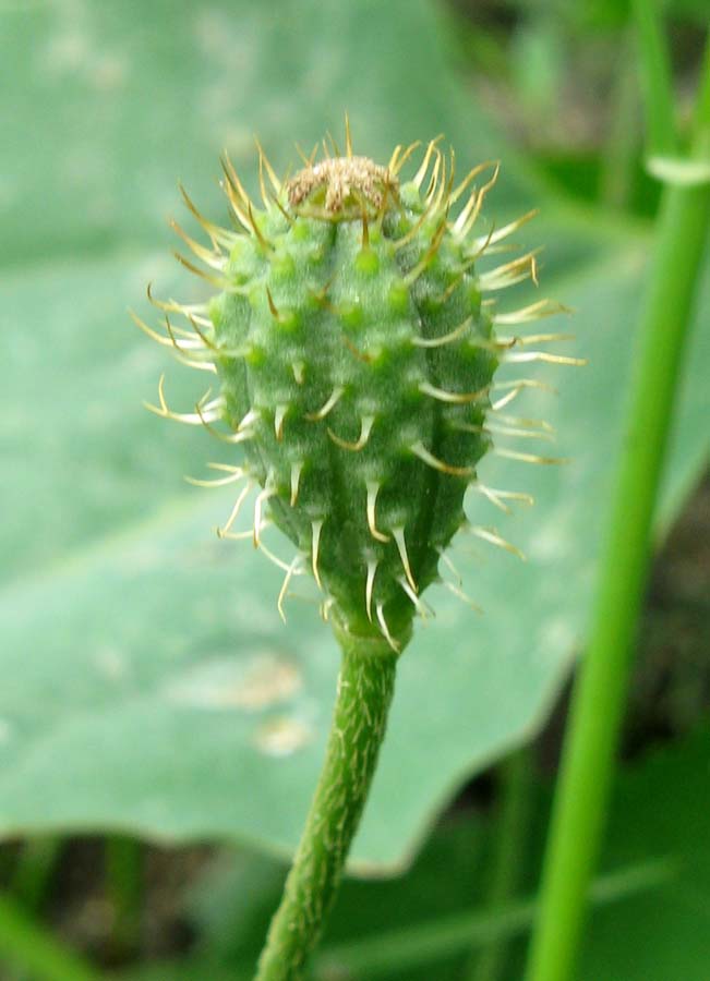 Изображение особи Papaver hybridum.