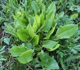 Rumex acetosa. Розетка прикорневых листьев. Чувашия, окр. г. Шумерля, пойма Красной речки. 15 мая 2006 г.