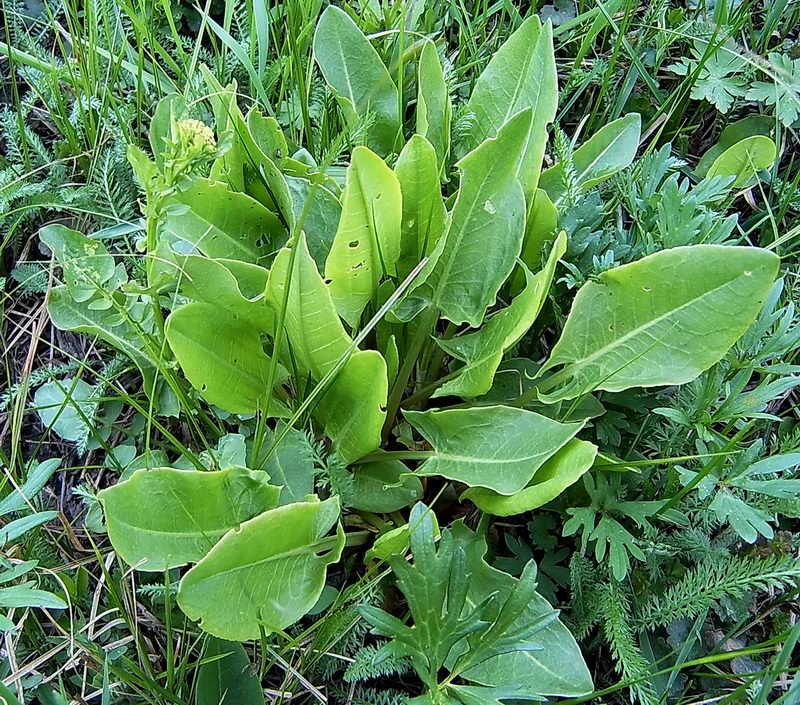 Изображение особи Rumex acetosa.