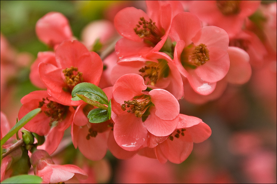 Изображение особи род Chaenomeles.