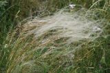 род Stipa