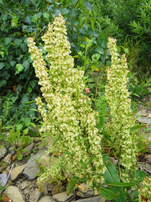 Изображение особи Rumex aquaticus.