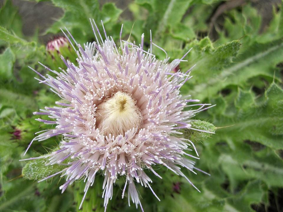 Изображение особи Cirsium esculentum.