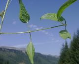 Clematis vitalba