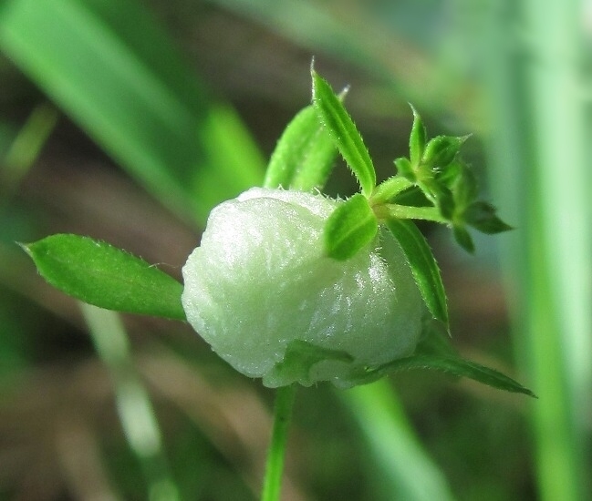 Изображение особи Galium uliginosum.