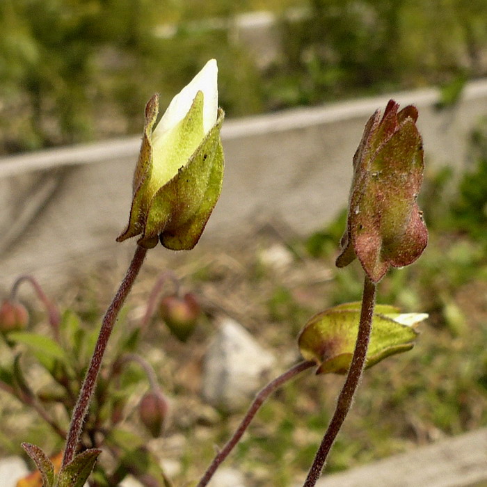 Изображение особи Cistus salviifolius.