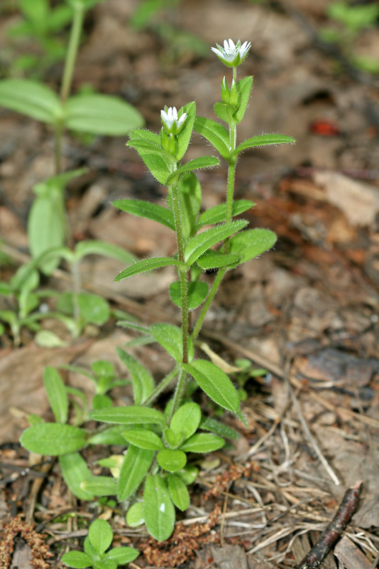 Image of Cerastium holosteoides specimen.