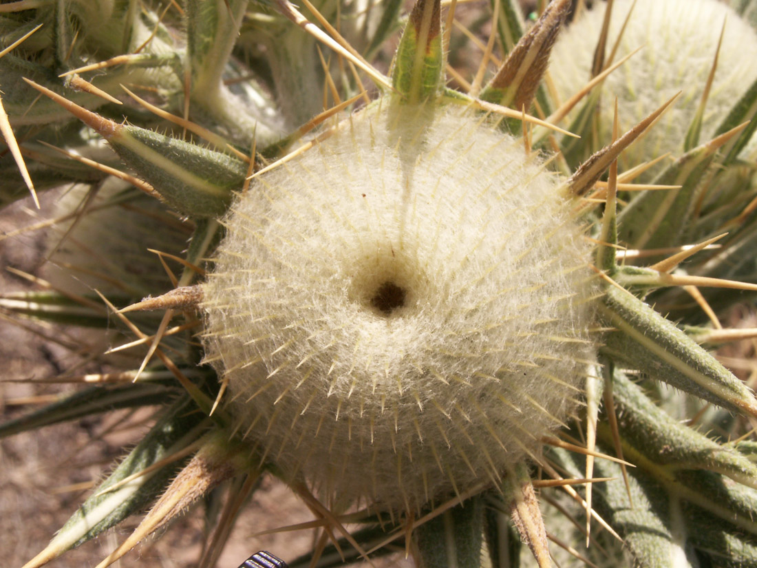 Изображение особи Cirsium turkestanicum.