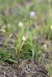 Nigella bucharica. Цветущее растение. Таджикистан, предгорья Гиссарского хр., Северные холмы. 15.05.2011.