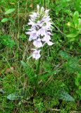 Dactylorhiza maculata. Цветущее растение. Коми, Корткеросский р-н, окр. пос. Маджа, темный лес на краю болота. 08.07.2011.