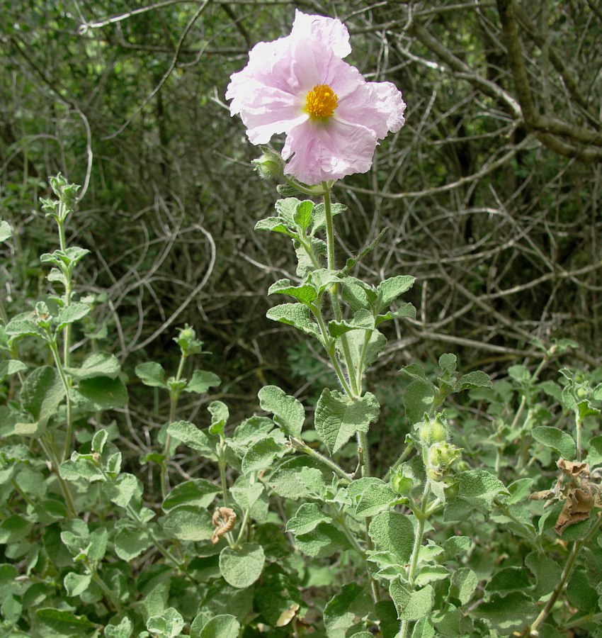 Изображение особи Cistus creticus.