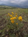 Inula oculus-christi