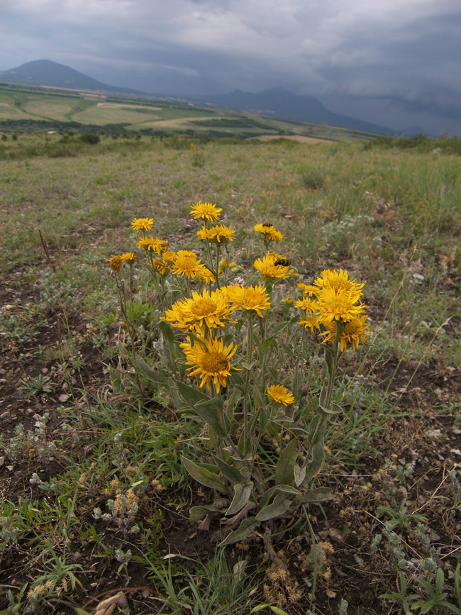 Изображение особи Inula oculus-christi.