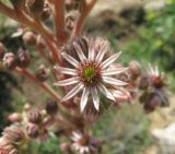 Sempervivum tectorum. Цветок. Крым, Симферополь, ботсад университета. 26 июля 2011 г.