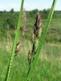 Dactylis glomerata