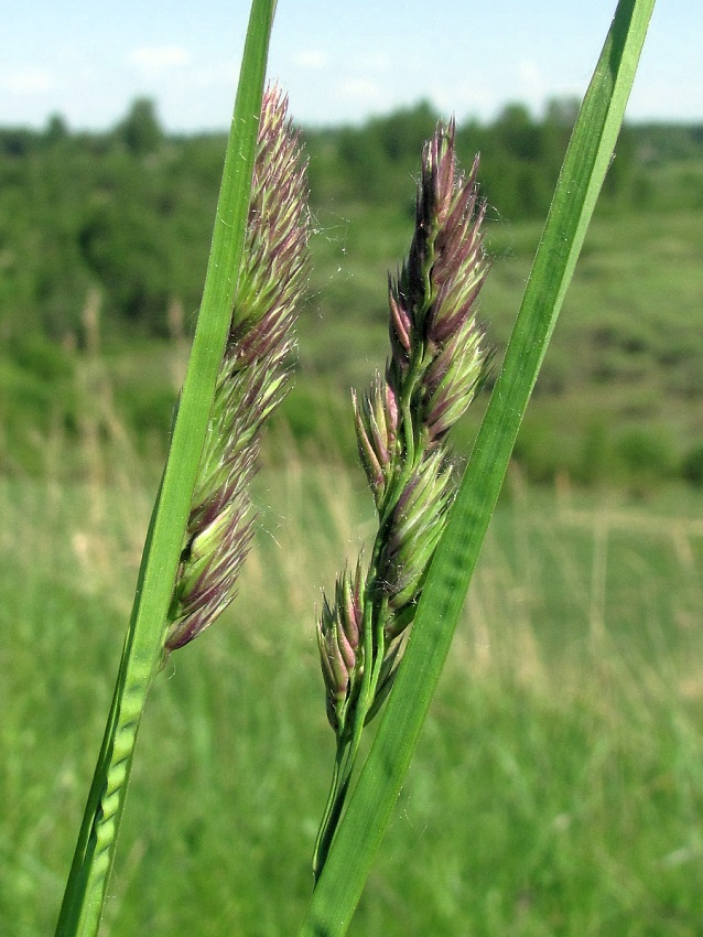 Изображение особи Dactylis glomerata.