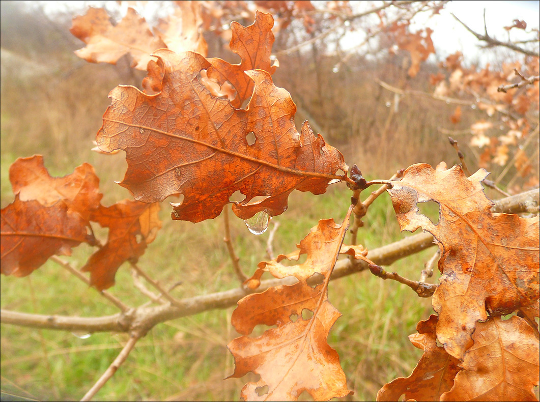 Image of Quercus pubescens specimen.